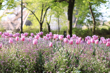 A blooming pink colorful tulip in a garden with beautiful small flowers around with blurry green bokeh background of nature during spring time 
