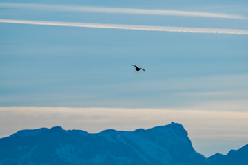 a black grouse female, tetrao tetrix, is flying in the air with the alps in the background