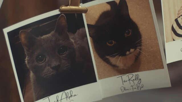 Printed photography of cats, wedding ceremony decoration. Polaroids.