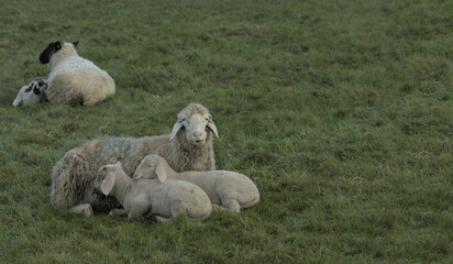 The sheep in the pasture in the morning