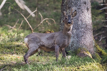 a roebuck with abnormal antlers is standing in the forest at a sunny spring day