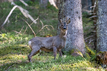 a roebuck with abnormal antlers is standing in the forest at a sunny spring day