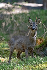 Naklejka na ściany i meble a roebuck with abnormal antlers is standing in the forest at a sunny spring day