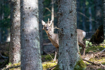 a roebuck with abnormal antlers is standing in the forest at a sunny spring day
