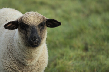Fototapeta premium A sheep in the pasture in the morning.