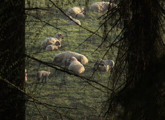 A herd of sheep in the pasture in the morning