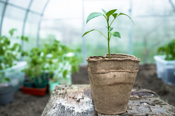 Close-up view of young fresh seedling pepper in paper pot. Preparing for the start of planting season. Greenhouse with seedlings in fertilized soil. - 499848762