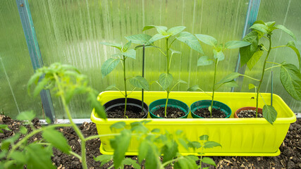 Young fresh seedling of peppers and tomatoes in plastic boxes. Preparing for the start of planting season. Greenhouse with seedlings in fertilized soil. - 499848775