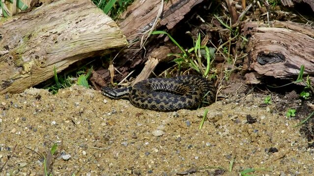 A Coiled Up Adder Snake