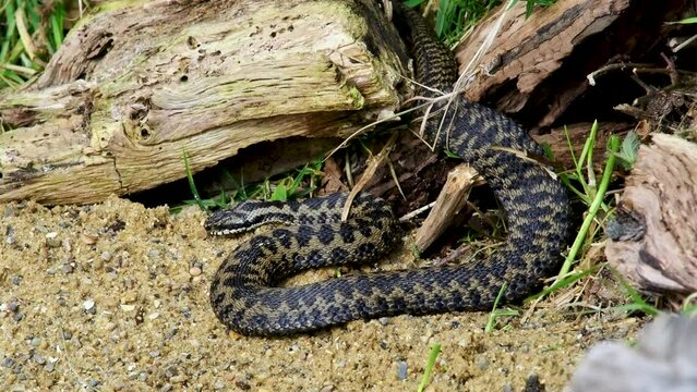 A Coiled Up Adder Snake