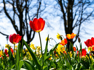 A flower meadow in spring. Many colorful tulips are blooming. Red tulips in the foreground. There are trees and yellow daffodils in the background. In the sunshine