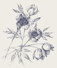 Hellebore flowers hand drawing. White Helleborus, Christmas rose or Lenten rose spring bloom