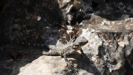 Stellagama on the rocks in Israel close-up. The brightly lit by the sun lizard on stones