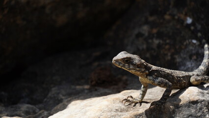 Stellagama on the rocks in Israel close-up. The brightly lit by the sun lizard on stones