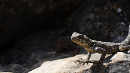 Stellagama on the rocks in Israel close-up. The brightly lit by the sun lizard on stones