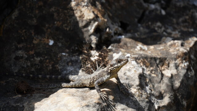 Stellagama on the rocks in Israel close-up. The brightly lit by the sun lizard on stones