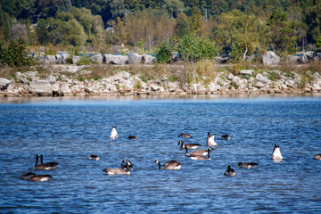 flock of Canadian geese swimming and feeding