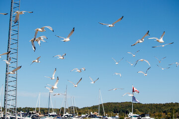 flock of seagulls at a marina