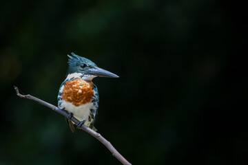 Amazon Kingfisher, Cano Negra, Costa Rica