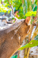 Beautiful cute cat with green eyes in tropical jungle Mexico.
