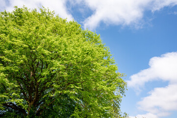 green tree and sky