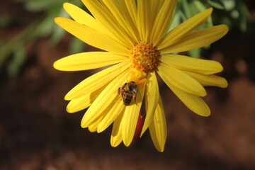 Bee caught by camouflaged spider on a yellow flower 
