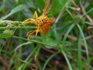 A bee is on the plant with selective focus