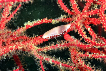 The beautiful colors of nudibranches