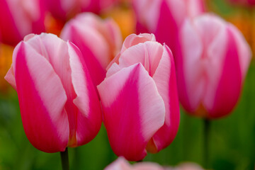 Naklejka premium spring tulips
