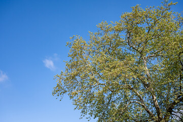 tree in the sky in france