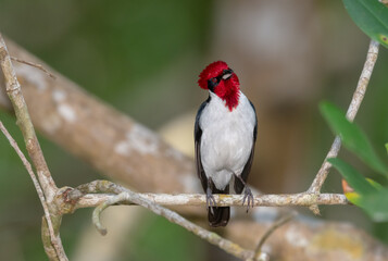 Masked Cardinal, Paroaria gularis nigrogenis, Small bird with beautiful shiny red head and a red...