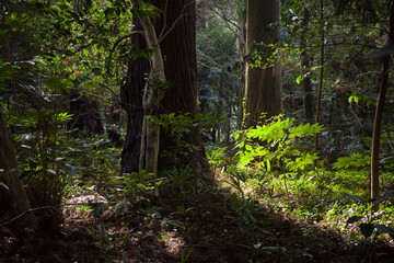 光が差し込む森