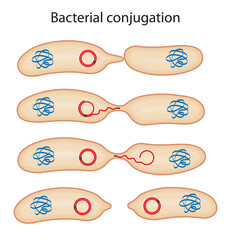 Schematic illustration of bacterial conjugation