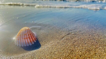 Lo que encontramos en la playa.