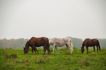 Horses grazing on field