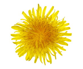 Dandelion yellow flower isolated on white, clipping