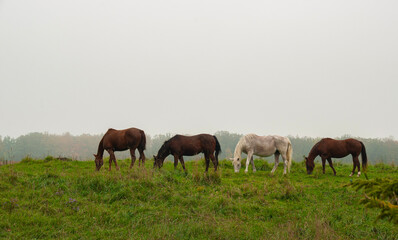 Fototapeta na wymiar Horses grazing on field