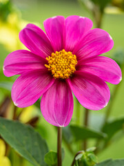 Fototapeta premium For rosa 2