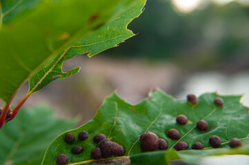 Vasates quadripedes - The Maple bladder-gall mite