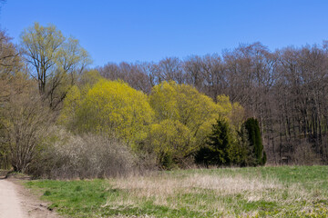 View to the edge of the forest