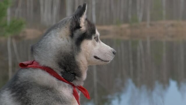 Portrait of a husky with a red bandage around his neck in the spring on the shore of a forest lake. Sunset.