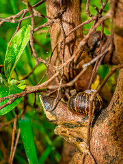 Caracol