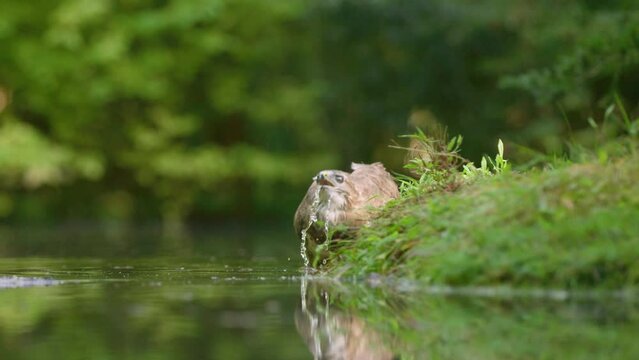 Low close static shot of a buzzard standing on the grassy bank of a pond in a forest drinking water, slow motion