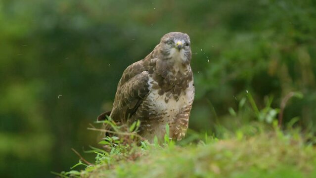 Low close up static shot of a buzzard perched on a small grassy hill shakes its head and water comes off, then fluffs up, slow motion