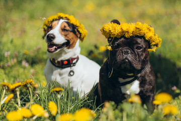 Two dogs in dandelions outdoors in spring or summer. National Dog Day. A funny dog sits among...