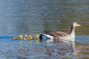 A greylag goose family with two parents and five chicks swims at the water