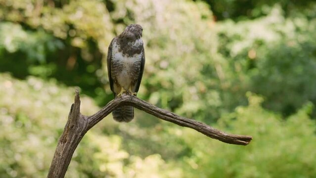Close up static shot of a common buzzard looking around while perched on a dead tree branch on a sunny day, slow motion
