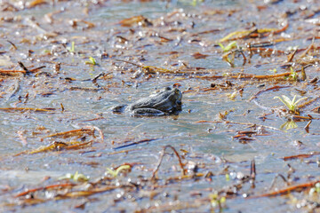 A frog looks out of the water plants on the shore of a lake