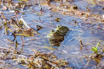 A frog looks out of the water plants on the shore of a lake
