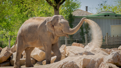 Un éléphant © Isanforc
